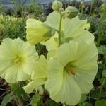 Gelbe Stockrose - Alcea rugosa