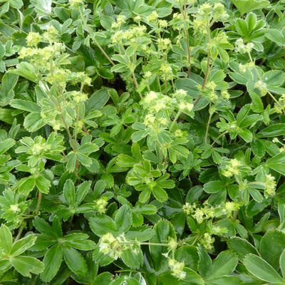 Alchemilla alpina - Alpen-Frauenmantel