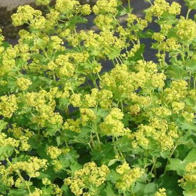 Alchemilla epipsila - 