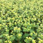 Alchemilla erythropoda - Alchemilla erythropoda