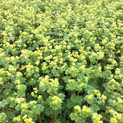 Alchemilla erythropoda - 