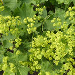 Alchemilla mollis - ALCHEMILLE, MANTEAU DE NOTRE - DAME, PATTE DE LION