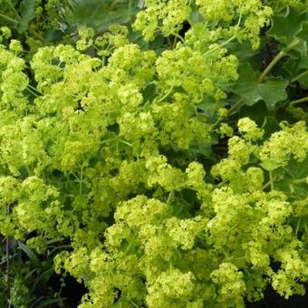 Alchemilla vulgaris