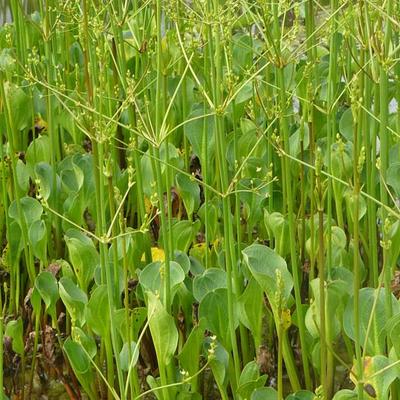 Alisma parviflorum - ALISMA ,PLANTAIN D'EAU