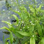 Alisma plantago-aquatica - PLANTAIN D'EAU COMMUN, - Alisma plantago-aquatica