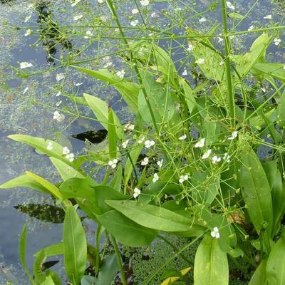 Alisma plantago-aquatica - Gewöhnlicher Froschlöffel