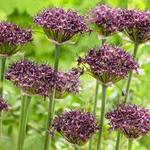 Allium atropurpureum - Schwarzpurpurner Lauch - Allium atropurpureum