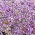 Allium christophii - 