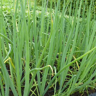 Allium fistulosum - Winterzwiebel - Allium fistulosum