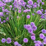 Ciboulette (botanique) - Allium schoenoprasum