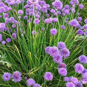 Allium schoenoprasum