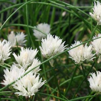 Allium schoenoprasum 'Corsican White'