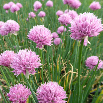 Allium schoenoprasum 'Rising Star'