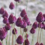 Allium sphaerocephalon - Kugelköpfiger Lauch