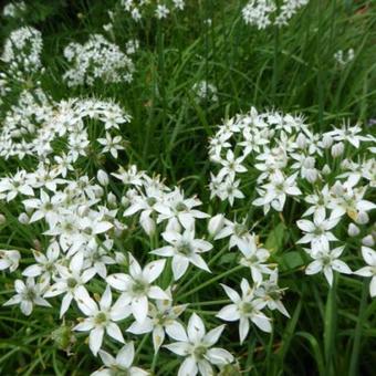 Allium tuberosum