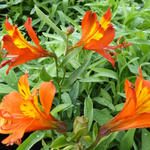 Alstroemeria aurea 'Orange King' - 