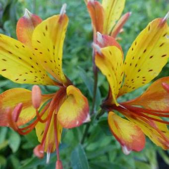 Alstroemeria 'Sweet Laura'