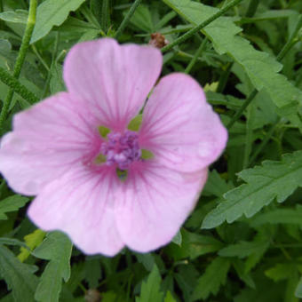 Althaea cannabina