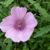 Althaea cannabina