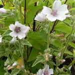 Guimauve officinale - Althaea officinalis