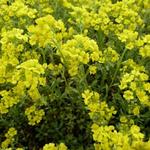 CORBEILLE D'OR , ALYSSE DES MONTAGNES - Alyssum montanum 'Berggold'