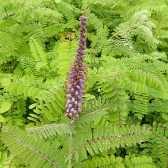 Amorpha canescens