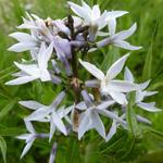 Amsonia ciliata - Amsonia ciliata