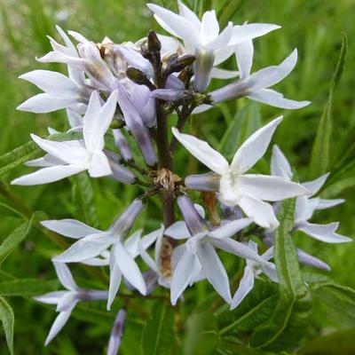 Amsonia ciliata - 