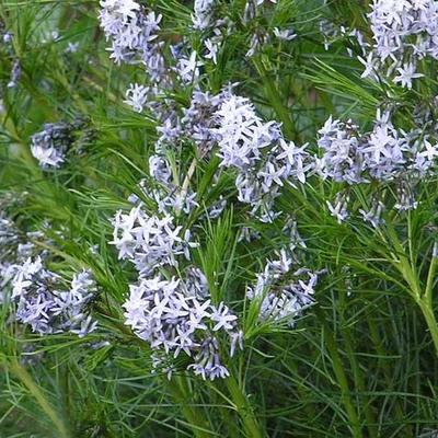 Amsonia hubrichtii - Hubrichts Amsonie - Amsonia hubrichtii