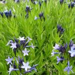 Amsonia 'Blue Ice' - Amsonia 'Blue Ice'