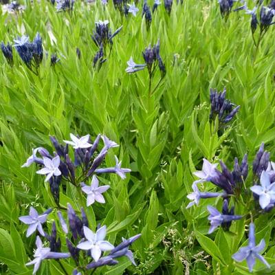 Amsonia 'Blue Ice' - 