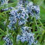 Amsonia 'Ernst Pagels' - 