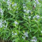 Amsonia illustris - Helle Amsonie