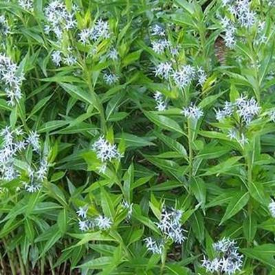 Amsonia illustris - Helle Amsonie - Amsonia illustris