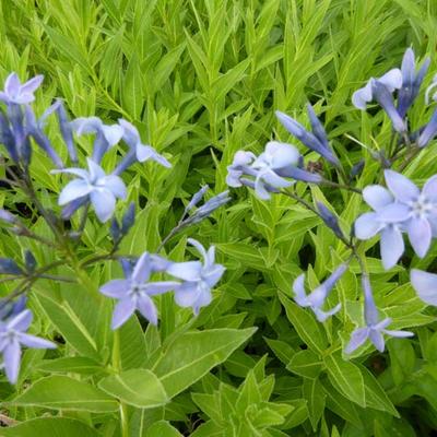 Amsonia orientalis - Orientalischer Blaustern