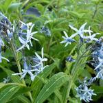 Amsonia tabernaemontana - Gewöhnliche Texas-Amsonie - Amsonia tabernaemontana