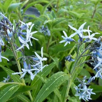 Amsonia tabernaemontana