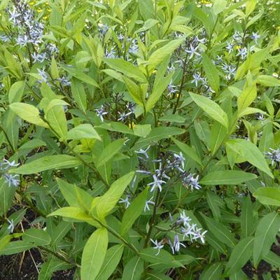 Weidenblättrige Texas-Amsonie - Amsonia tabernaemontana var. salicifolia