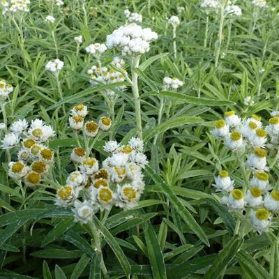 Anaphalis margaritacea 'Neuschnee' - 