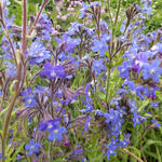 Anchusa azurea 'Dropmore' - Anchusa azurea 'Dropmore'