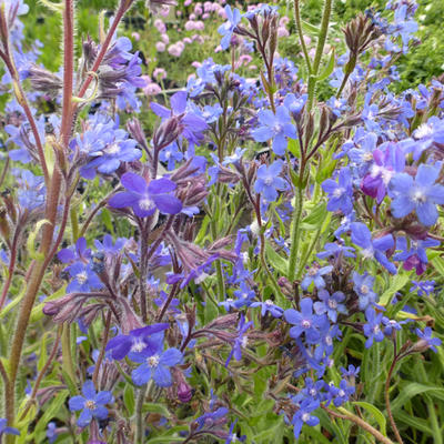 Anchusa azurea 'Dropmore' - 