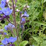 Anchusa azurea 'Loddon Royalist' - Anchusa azurea 'Loddon Royalist'