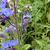 Anchusa azurea 'Loddon Royalist'