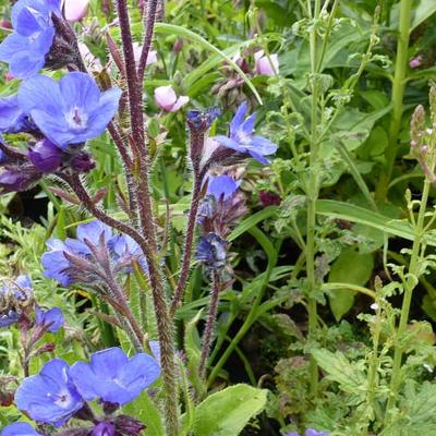 Anchusa azurea 'Loddon Royalist' - 