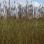 Andropogon gerardii 'Prairie Sommer'