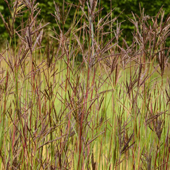 Andropogon hallii 'JS Purple Konza'