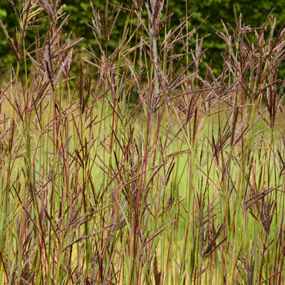 Andropogon hallii 'JS Purple Konza' - 