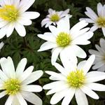 Anemone blanda 'White Splendour' - 