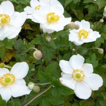 Anemone hybrida 'Coupe d'Argent'