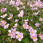 Anemone hupehensis 'Little Princess' - 